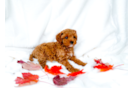 Cavapoo Puppy for Adoption