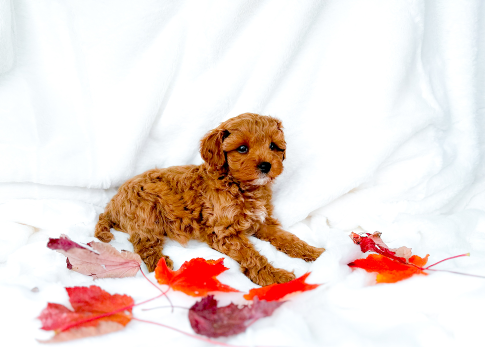 Cavapoo Puppy for Adoption