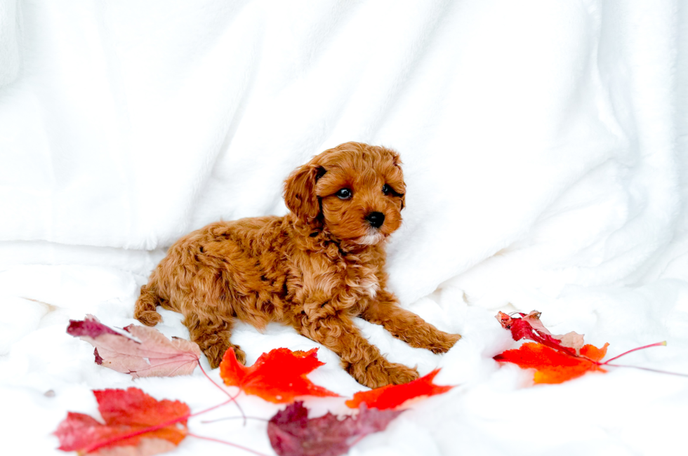 8 week old Cavapoo Puppy For Sale - Simply Southern Pups