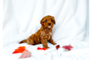 Cute Cavadoodle Poodle Mix Puppy