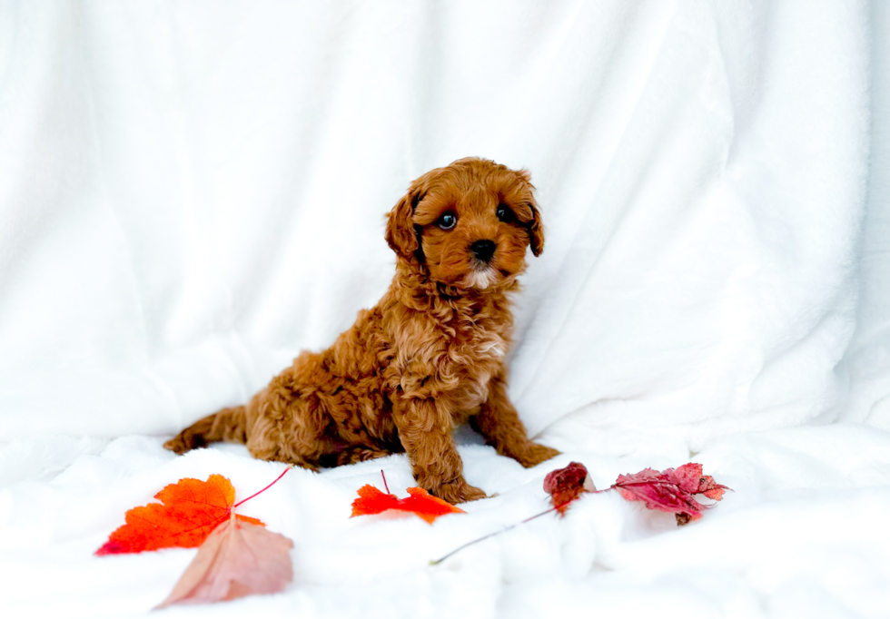 Cute Cavadoodle Poodle Mix Puppy