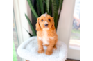 Cavapoo Pup Being Cute