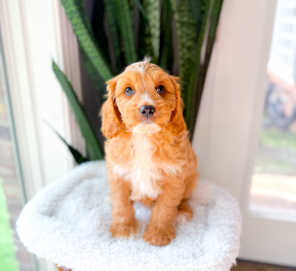 Cavapoo Pup Being Cute