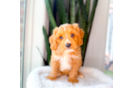 Best Cavapoo Baby