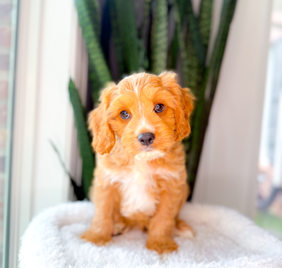 Best Cavapoo Baby