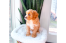Best Cavapoo Baby