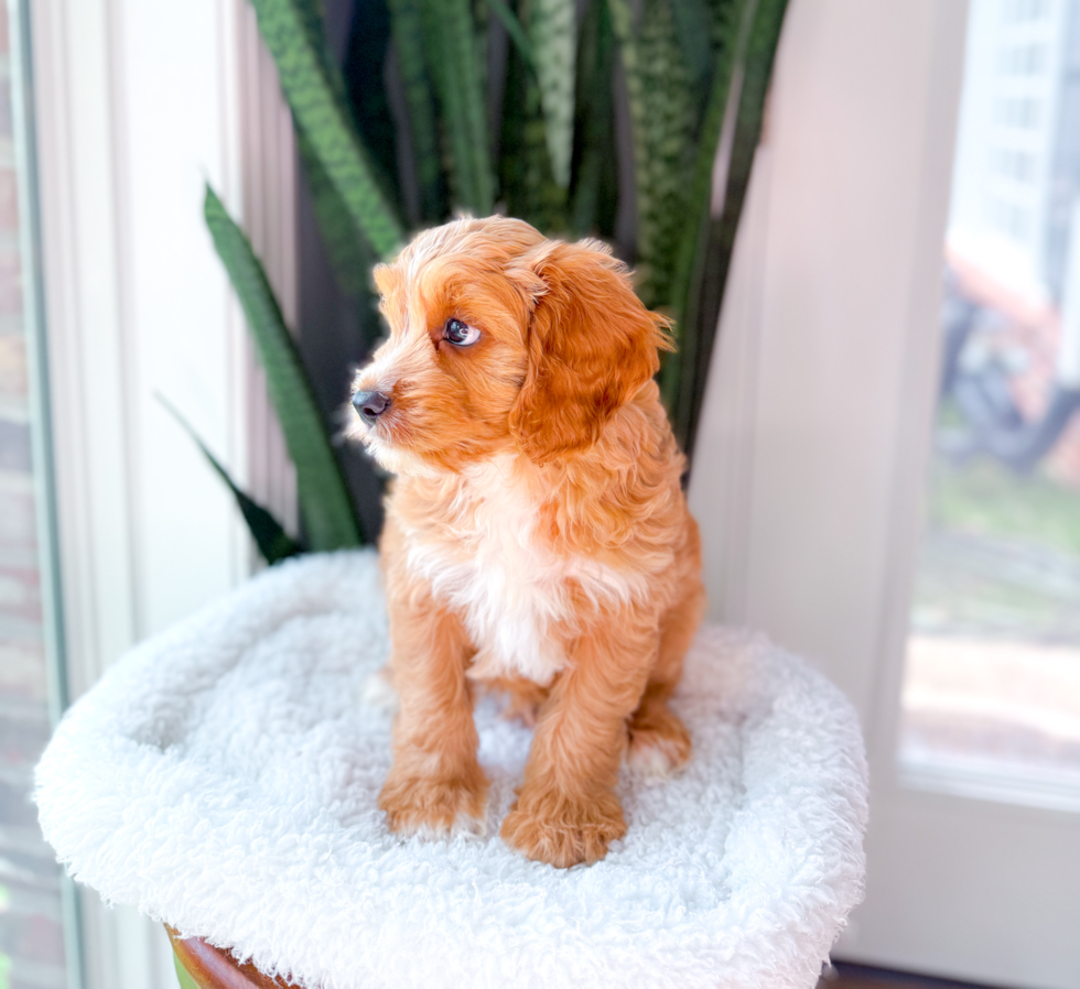 Best Cavapoo Baby