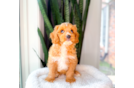 Best Cavapoo Baby
