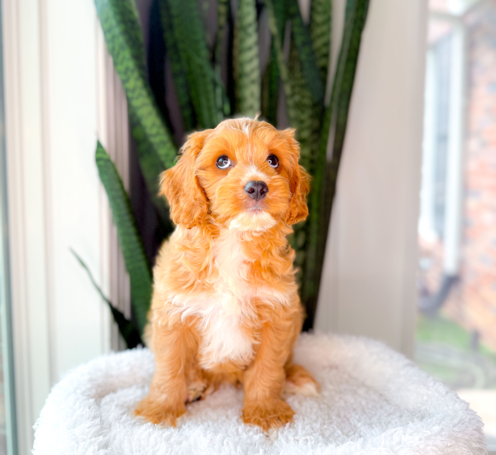 Best Cavapoo Baby