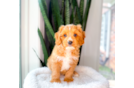 Cute Cavapoo Poodle Mix Pup