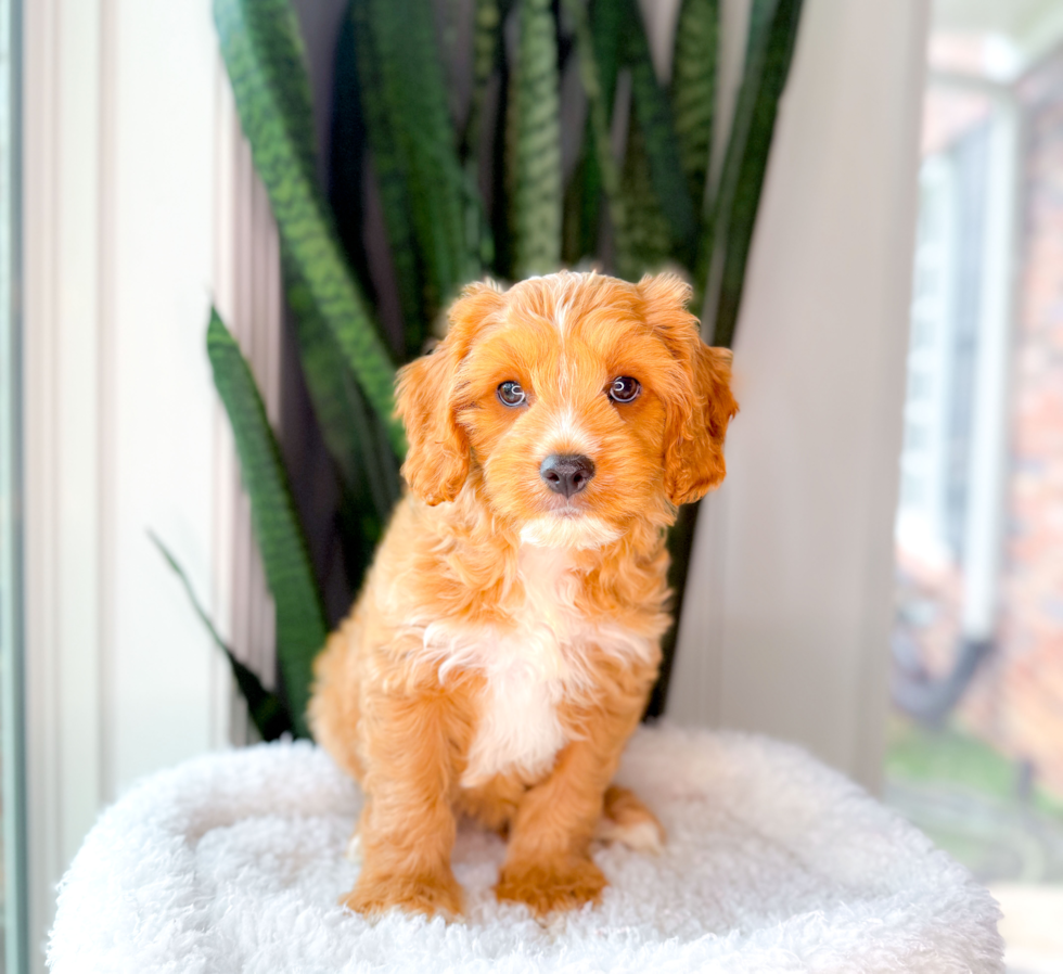 Cute Cavapoo Poodle Mix Pup