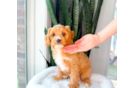 Cavapoo Pup Being Cute