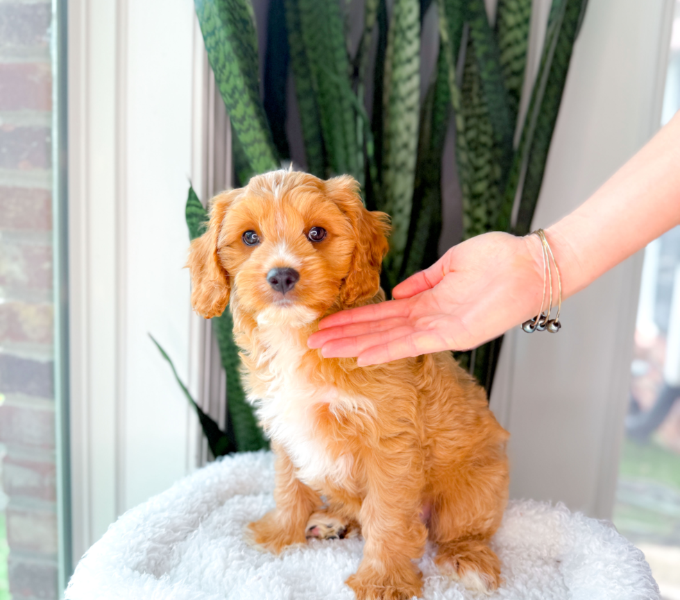 Cavapoo Pup Being Cute