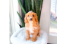 Cavapoo Pup Being Cute