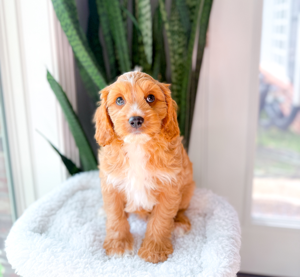 Cavapoo Pup Being Cute