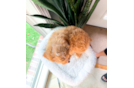 Cavapoo Pup Being Cute