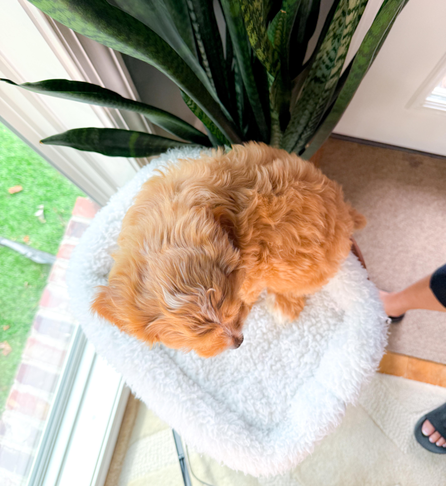 Cavapoo Pup Being Cute