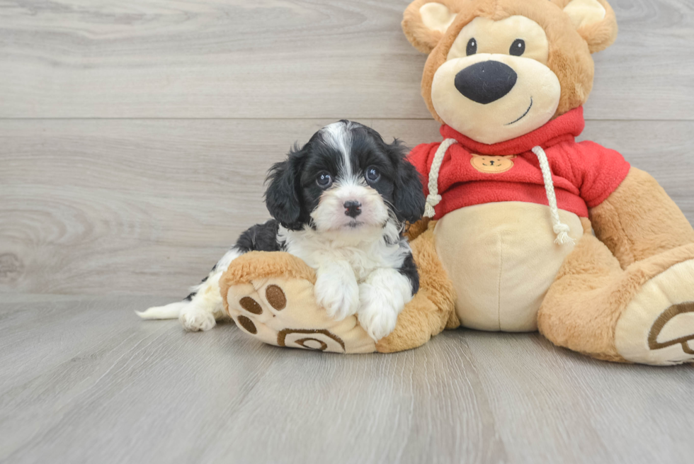 Happy Cavapoo Baby