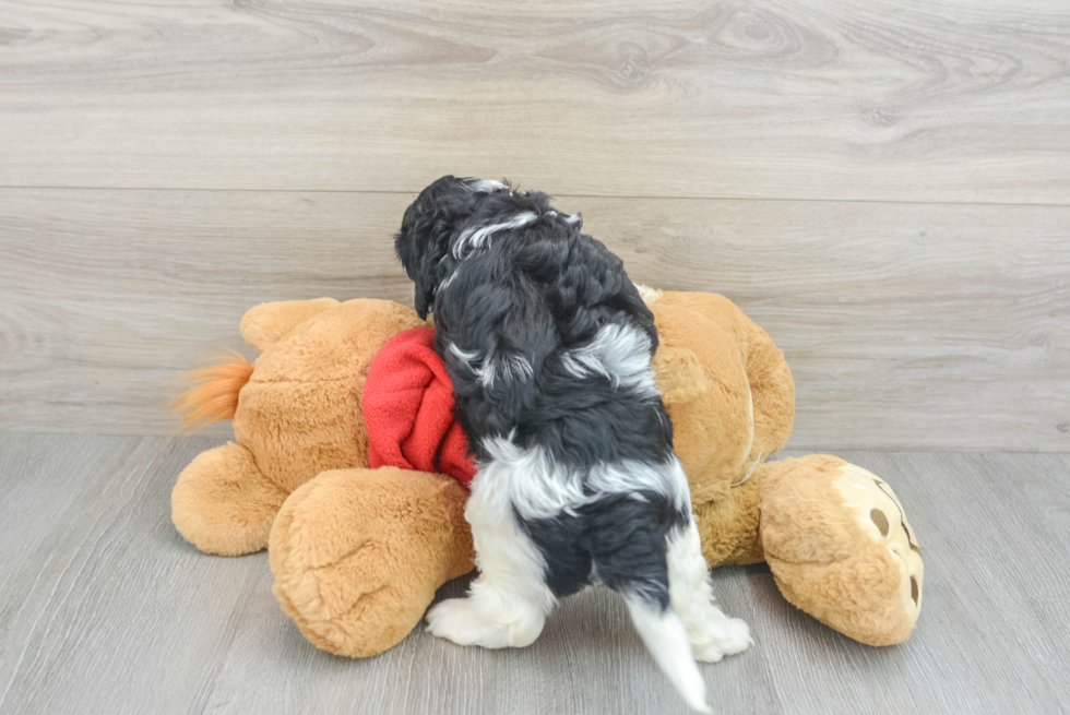 Petite Cavapoo Poodle Mix Pup