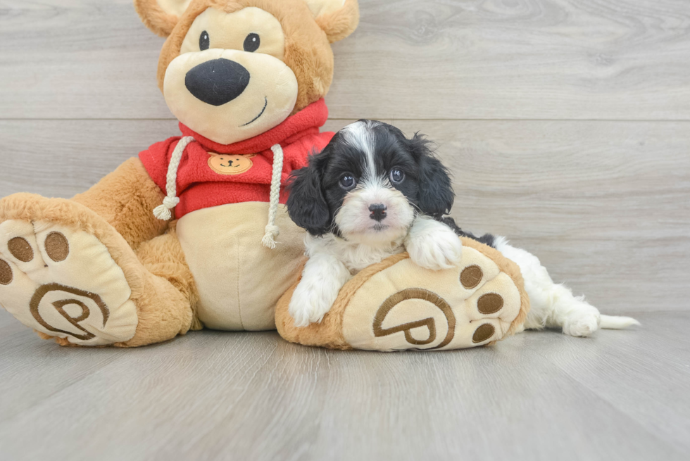 Adorable Cavoodle Poodle Mix Puppy