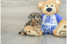 Cavapoo Puppy for Adoption