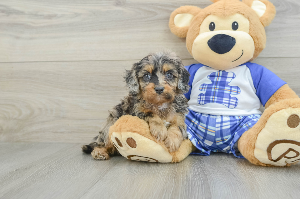 5 week old Cavapoo Puppy For Sale - Simply Southern Pups