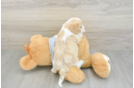 Friendly Cavapoo Baby