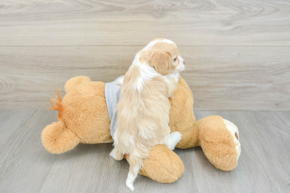 Friendly Cavapoo Baby