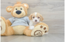 Happy Cavapoo Baby