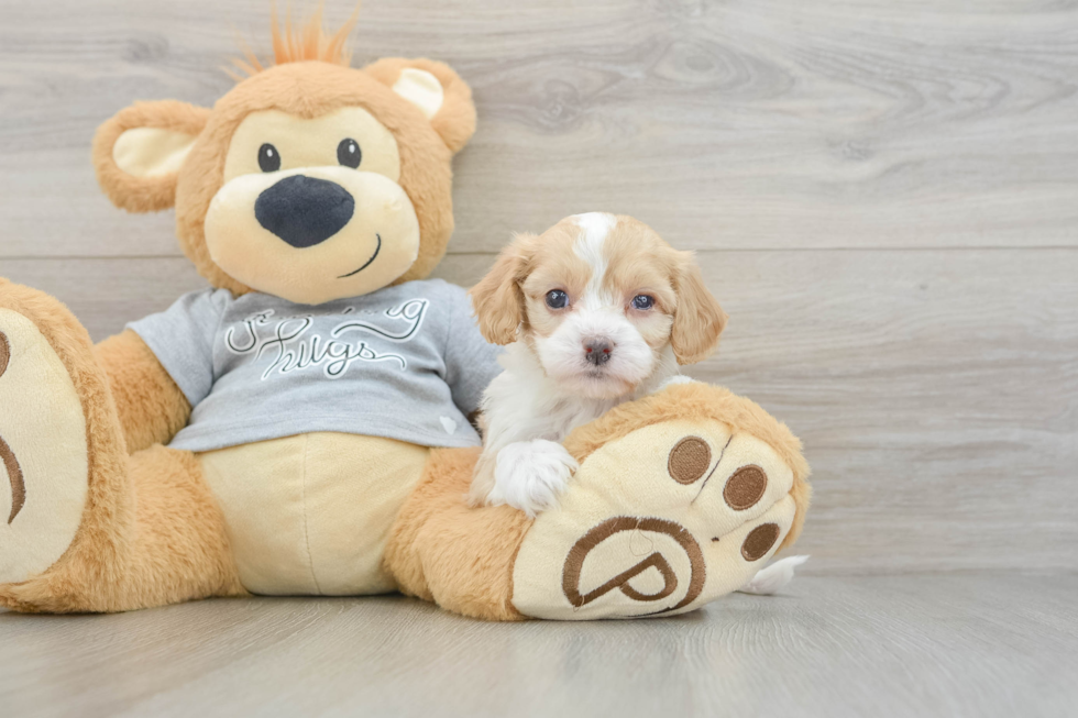 Happy Cavapoo Baby
