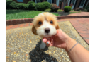 Cute Cavapoodle Poodle Mix Puppy