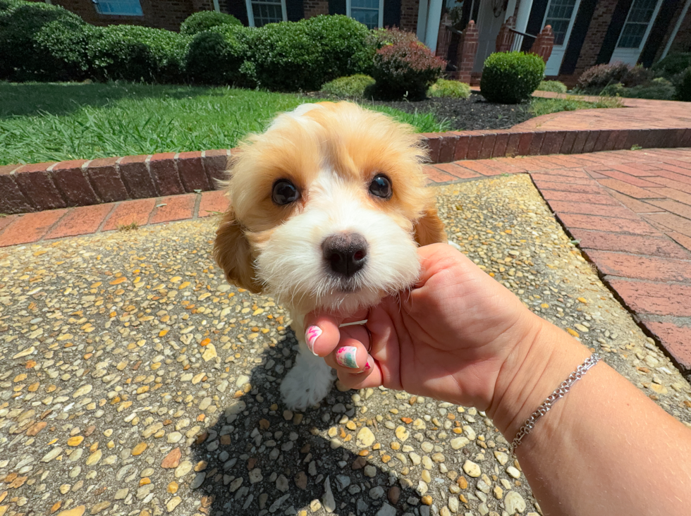 Cute Cavapoodle Poodle Mix Puppy