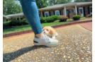Cute Cavapoo Baby