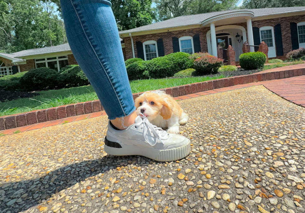 Cute Cavapoo Baby