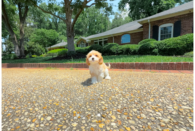 Cute Cavoodle Poodle Mix Puppy