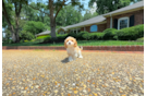 Cute Cavoodle Poodle Mix Puppy