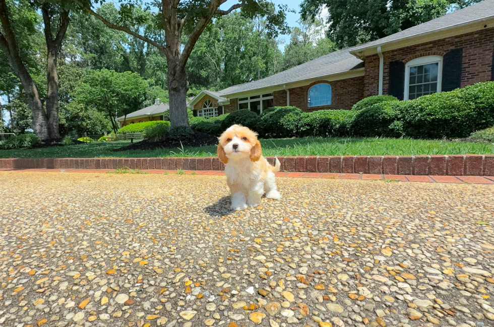 11 week old Cavapoo Puppy For Sale - Simply Southern Pups