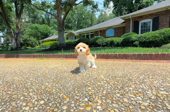 Cute Cavoodle Poodle Mix Puppy
