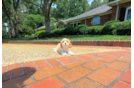 Cute Cavapoo Baby