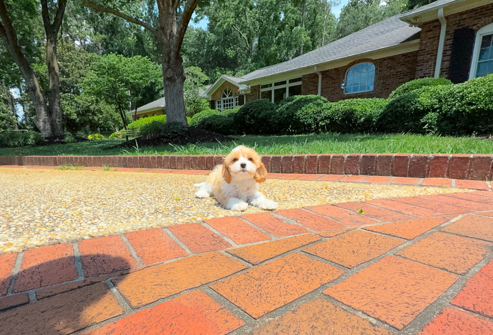 Cute Cavapoo Baby