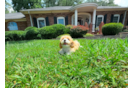 Best Cavapoo Baby