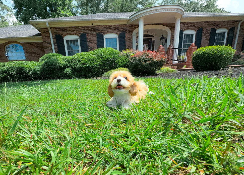 Best Cavapoo Baby
