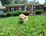 10 week old Cavapoo Puppy For Sale - Simply Southern Pups