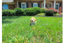 Cute Cavapoo Poodle Mix Pup