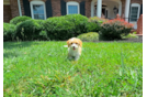 Cute Cavalier King Charles Spaniel and Poodle Mix Poodle Mix Puppy