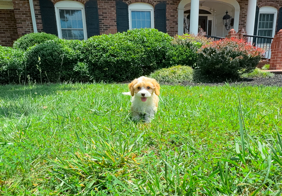 Cute Cavalier King Charles Spaniel and Poodle Mix Poodle Mix Puppy