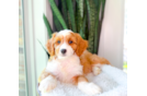 Cute Cavapoo Baby
