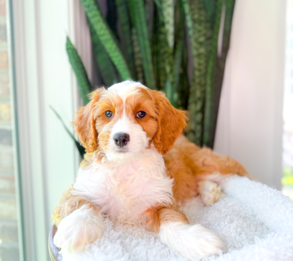 Cute Cavapoo Baby