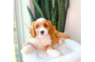 Cavapoo Pup Being Cute