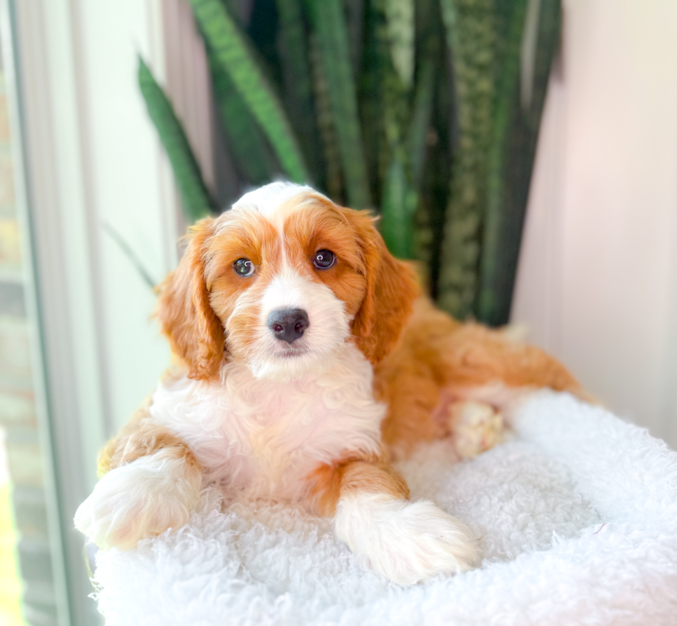 Cavapoo Pup Being Cute